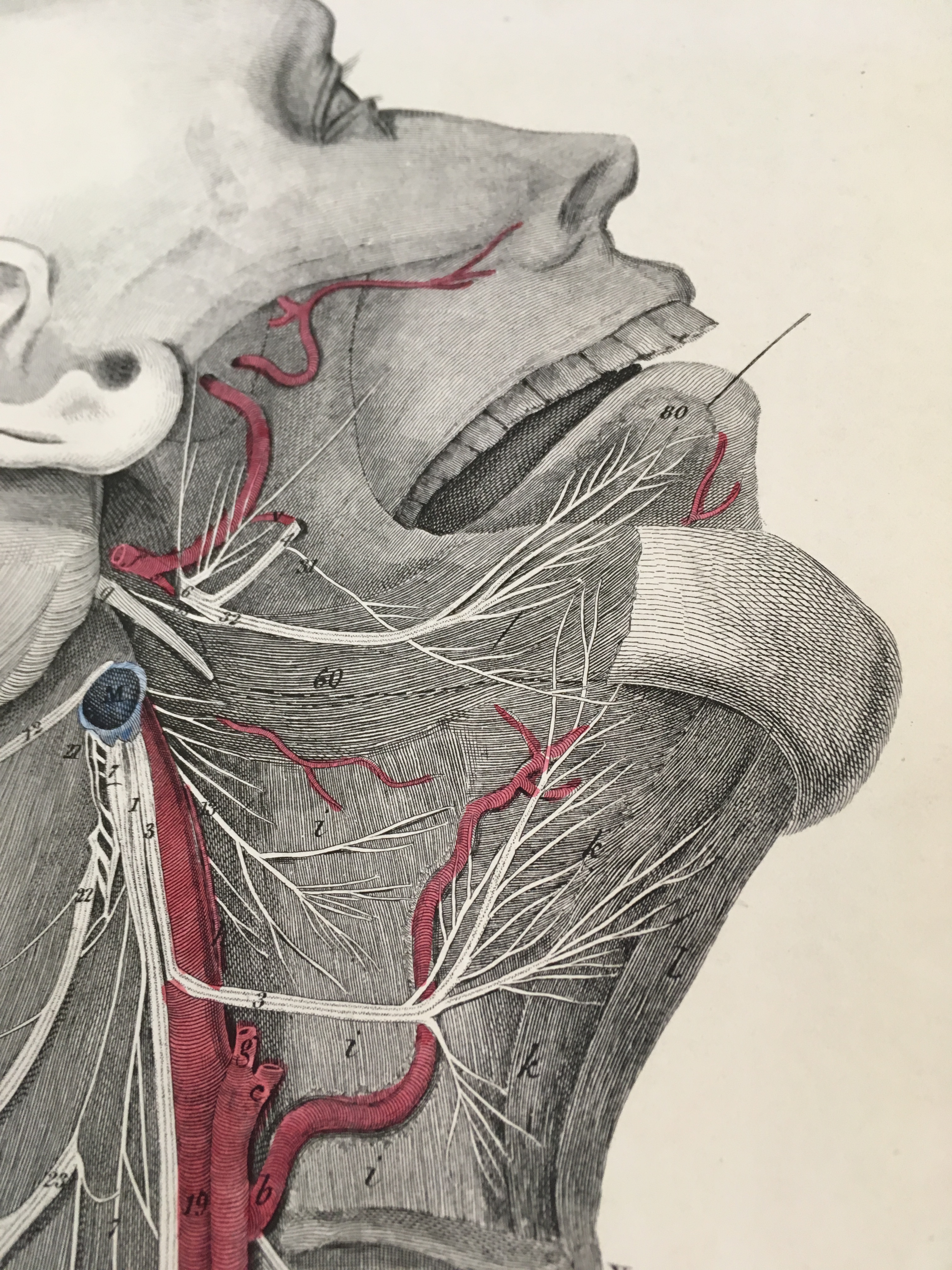 Human Anatomy Antique Anatomical Illustration, Head and Neck 1 - Lizars